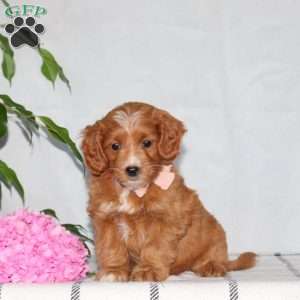 Girlie, Mini Goldendoodle Puppy