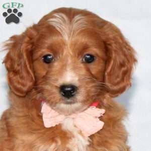 Girlie, Mini Goldendoodle Puppy