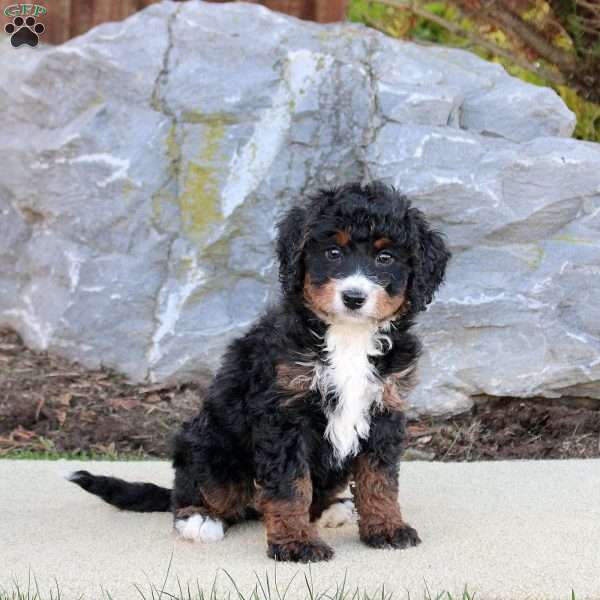 Giselle, Mini Bernedoodle Puppy