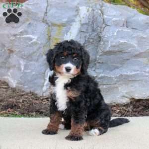 Giselle, Mini Bernedoodle Puppy