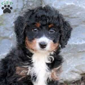 Giselle, Mini Bernedoodle Puppy