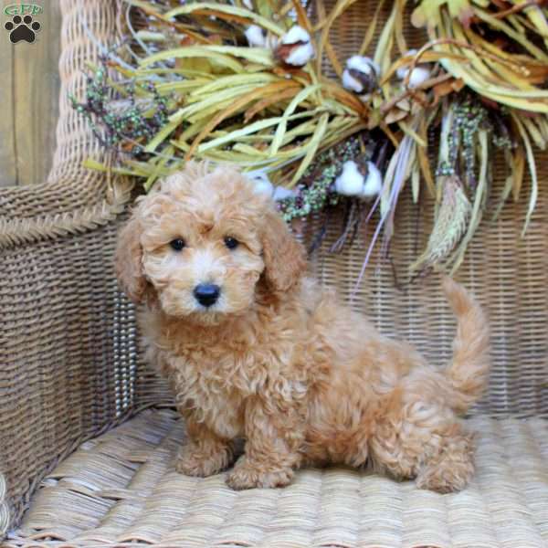 Gloria, Bich-Poo Puppy