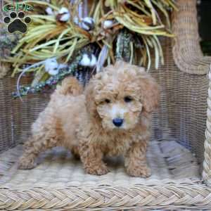 Gloria, Bich-Poo Puppy