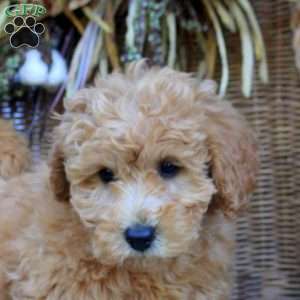 Gloria, Bich-Poo Puppy