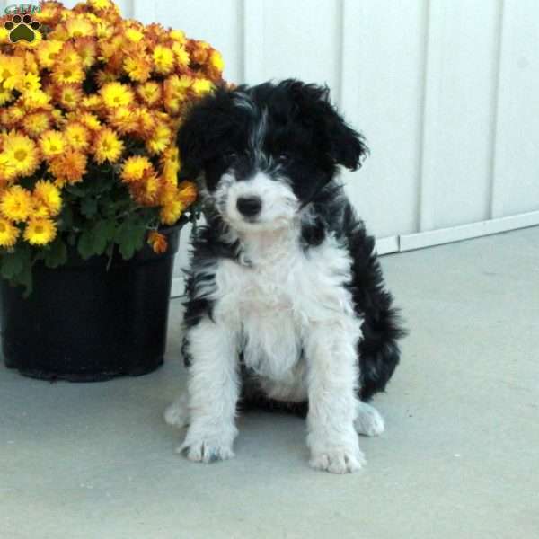 Glory, Mini Aussiedoodle Puppy