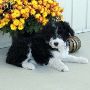 Glory, Mini Aussiedoodle Puppy