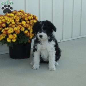 Glory, Mini Aussiedoodle Puppy