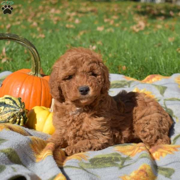 Gobbles, Mini Goldendoodle Puppy