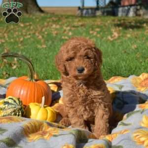 Gobbles, Mini Goldendoodle Puppy