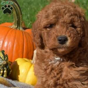 Gobbles, Mini Goldendoodle Puppy