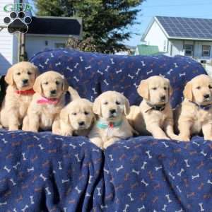 Henry, Golden Retriever Puppy