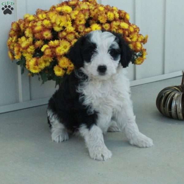 Goldie, Mini Aussiedoodle Puppy