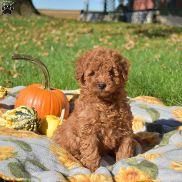 Goldie, Mini Goldendoodle Puppy