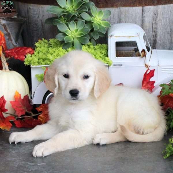 Goldie, Golden Retriever Puppy