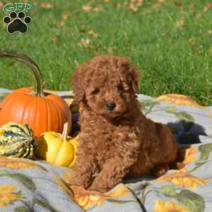 Goldie, Mini Goldendoodle Puppy