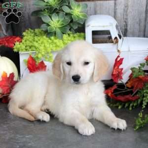 Goldie, Golden Retriever Puppy