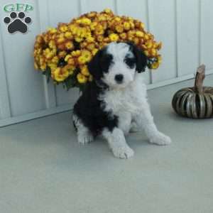 Goldie, Mini Aussiedoodle Puppy