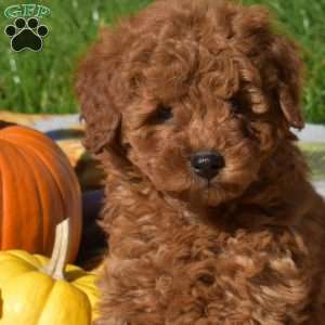 Goldie, Mini Goldendoodle Puppy