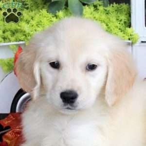Goldie, Golden Retriever Puppy