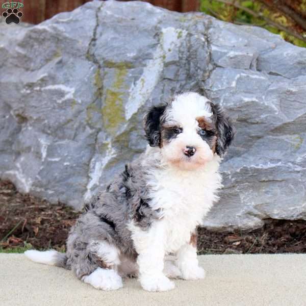 Goose, Mini Bernedoodle Puppy