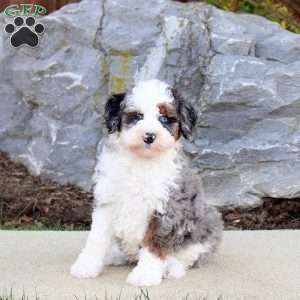 Goose, Mini Bernedoodle Puppy