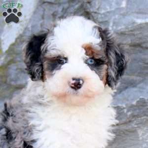 Goose, Mini Bernedoodle Puppy