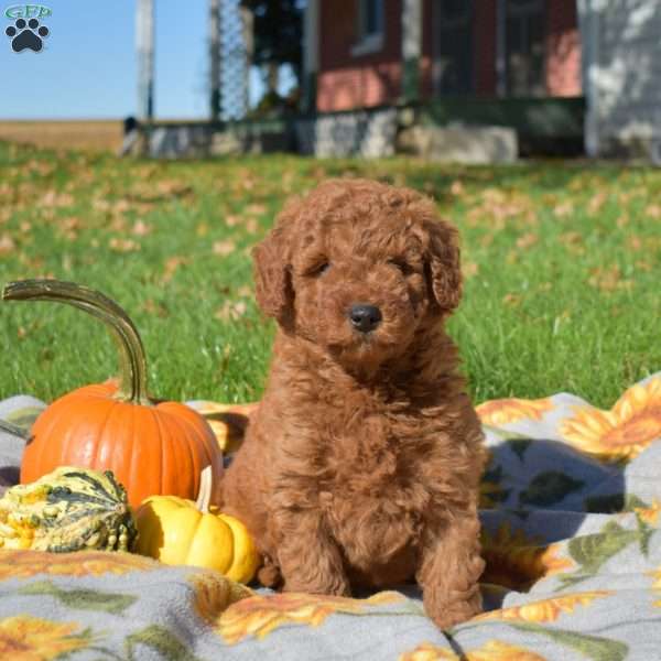 Gourd, Mini Goldendoodle Puppy