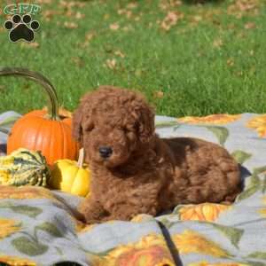 Gourd, Mini Goldendoodle Puppy