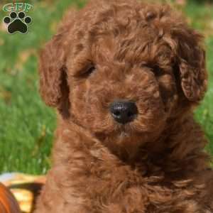 Gourd, Mini Goldendoodle Puppy
