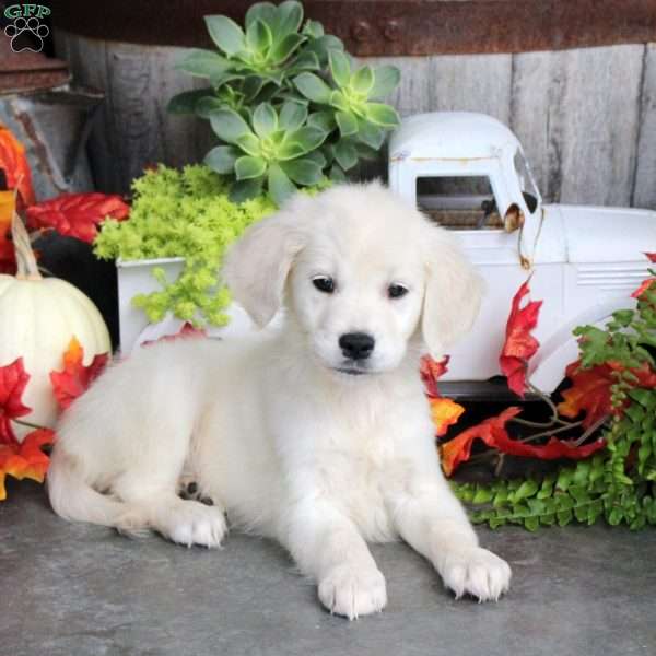 Grace, Golden Retriever Puppy