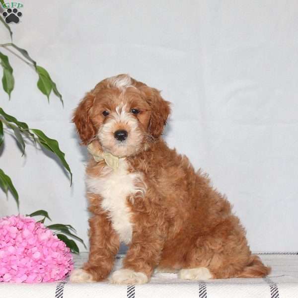 Grace, Mini Goldendoodle Puppy