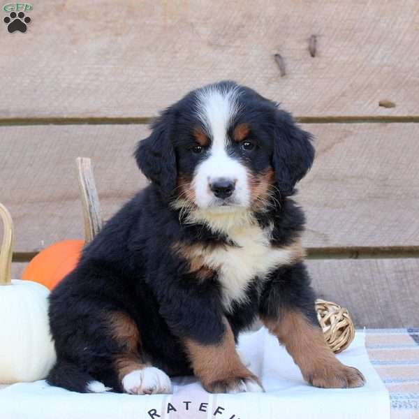 Grace, Bernese Mountain Dog Puppy
