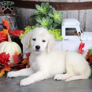 Grace, Golden Retriever Puppy