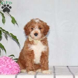 Grace, Mini Goldendoodle Puppy