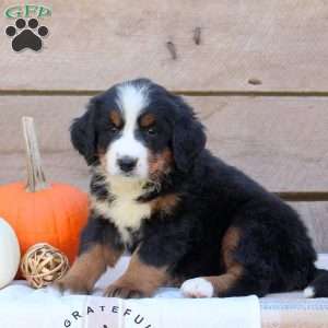 Grace, Bernese Mountain Dog Puppy