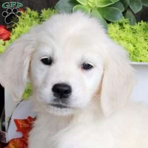 Grace, Golden Retriever Puppy