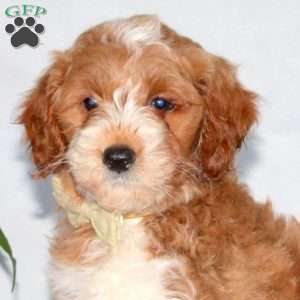 Grace, Mini Goldendoodle Puppy