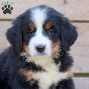 Grace, Bernese Mountain Dog Puppy