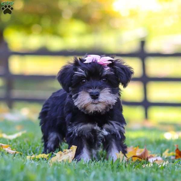 Gracie, Miniature Schnauzer Puppy