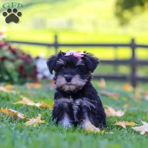 Gracie, Miniature Schnauzer Puppy