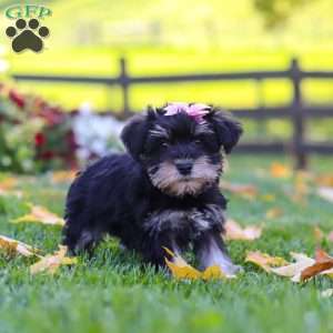 Gracie, Miniature Schnauzer Puppy