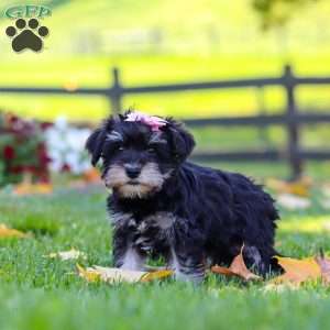 Gracie, Miniature Schnauzer Puppy