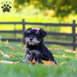 Gracie, Miniature Schnauzer Puppy