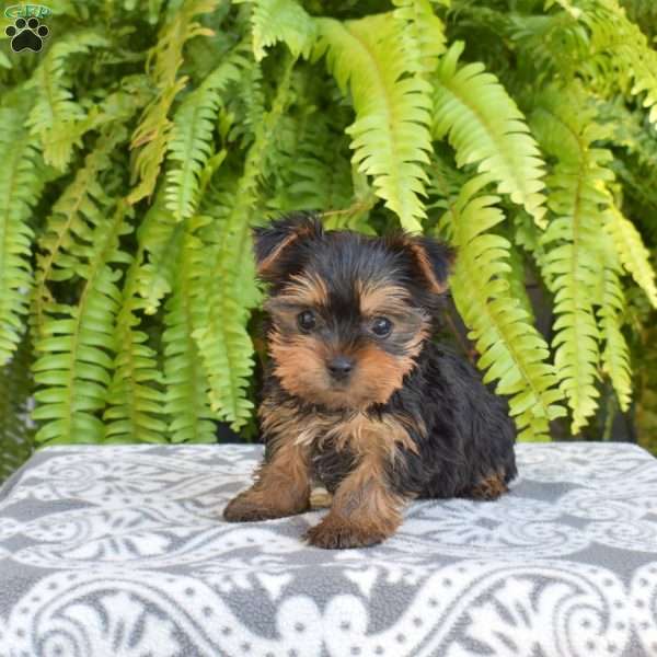 Gracie, Yorkie Puppy