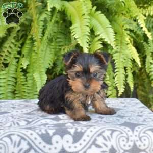Gracie, Yorkie Puppy