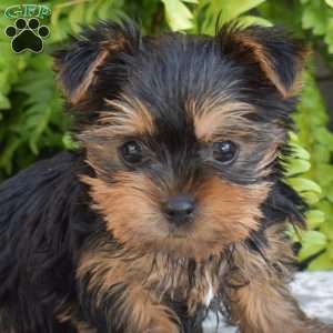 Gracie, Yorkie Puppy