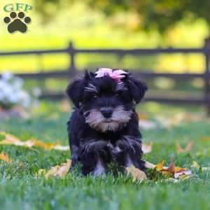 Gracie, Miniature Schnauzer Puppy