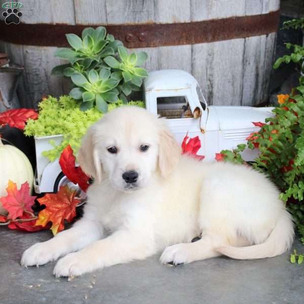 Grady, Golden Retriever Puppy