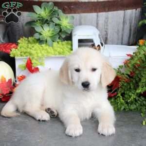 Grady, Golden Retriever Puppy