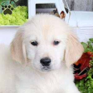 Grady, Golden Retriever Puppy